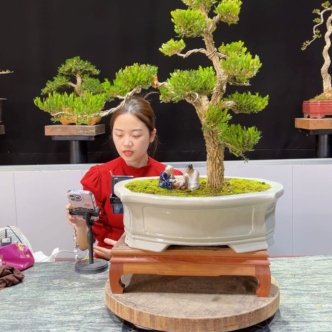 四季常青老桩黄杨盆景