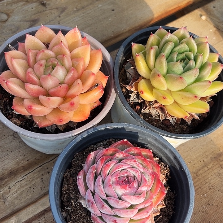 单头星空珍妮，  单头春春珍妮，侧影