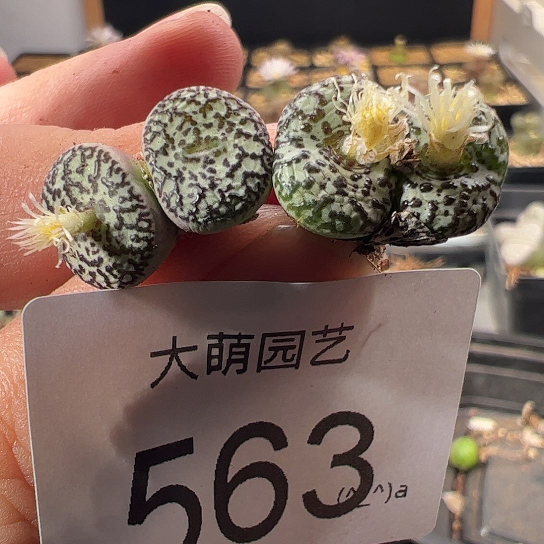 一物一拍优选泡泡安贞。563