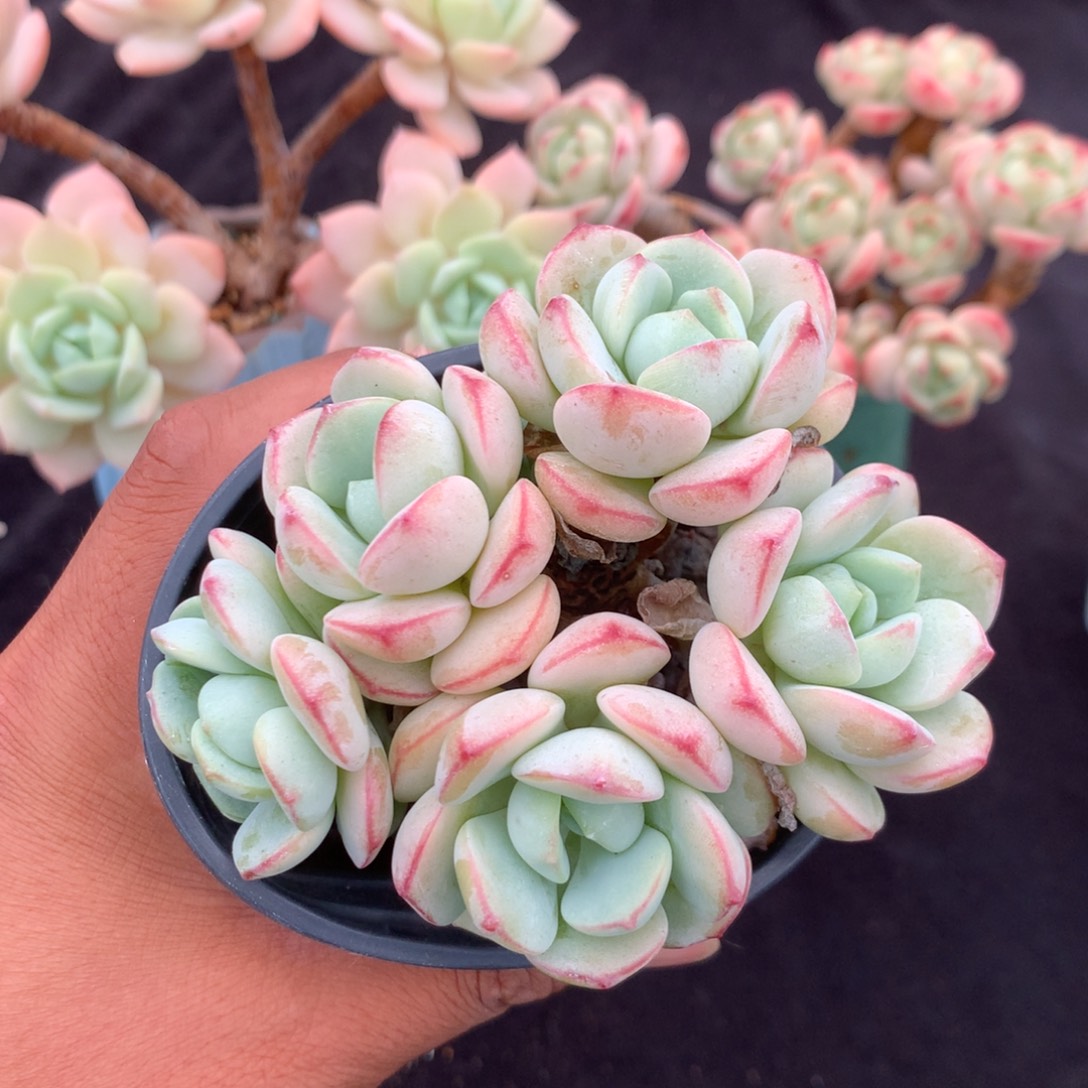 人工增水系统在国内已经