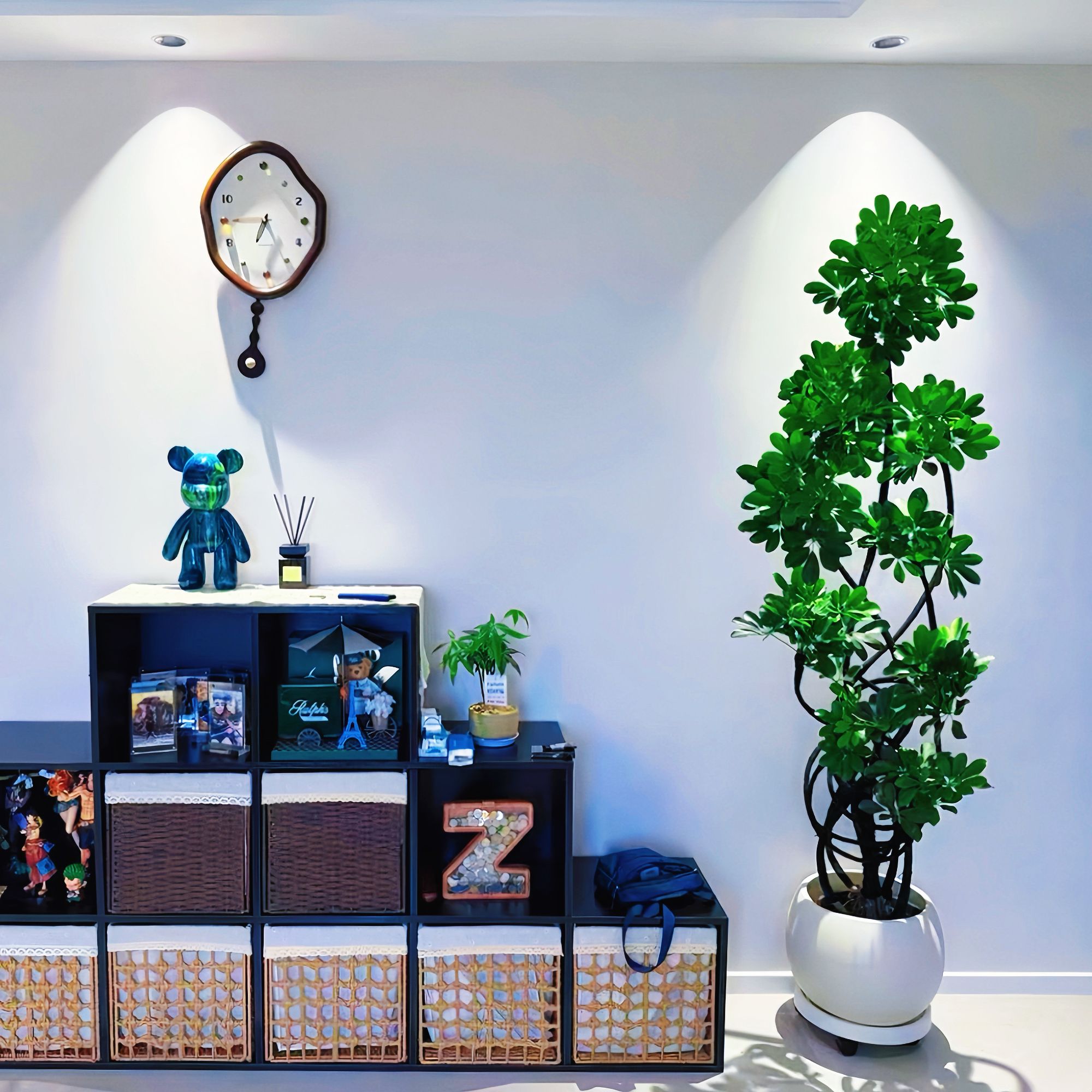 【鸭脚木】造型老桩鸭掌木客厅大盆栽八方来财树室内大型落地绿植物