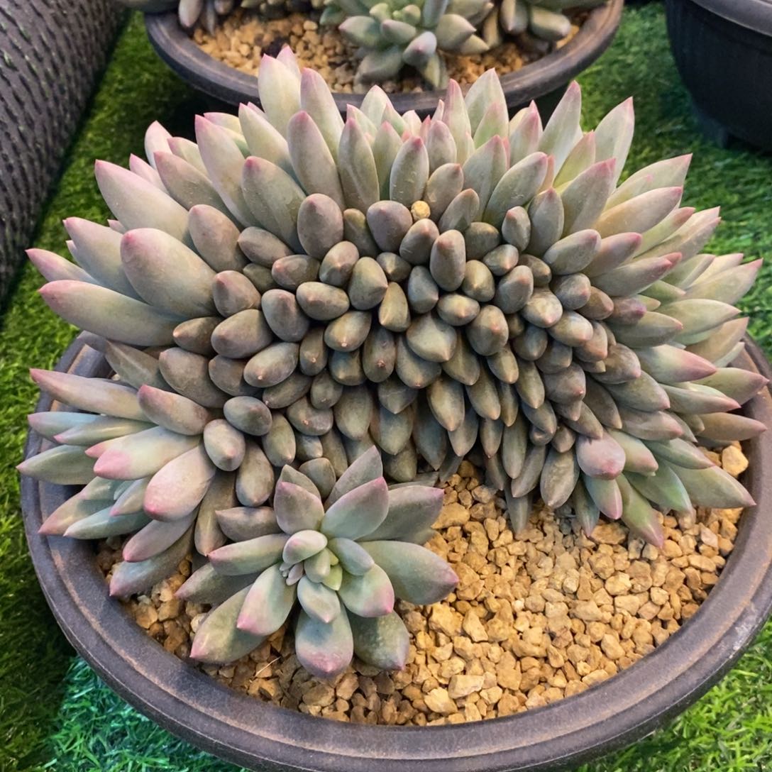 红蜻蜓高版子，1234576979