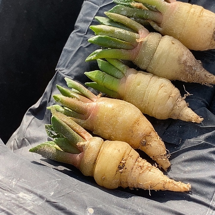 宇***昊黑牡丹五个一组仙人球仙人掌