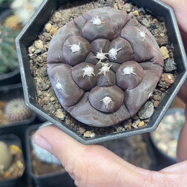 实生铅皮仙人球一颗