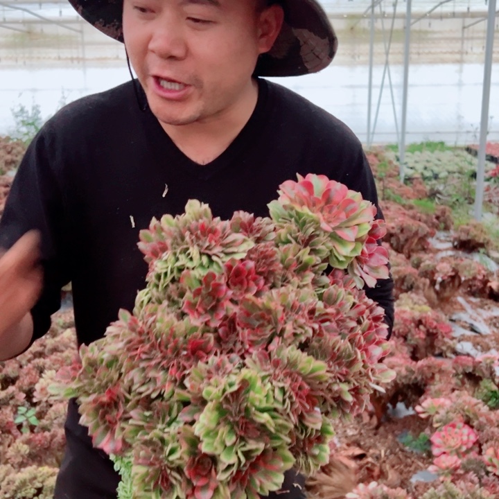 超大颗红袖75号多肉法师