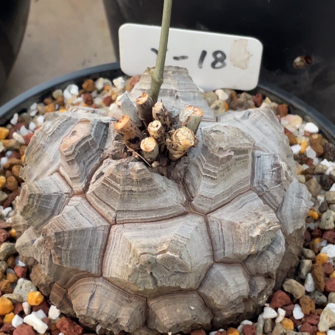 定养，小精品龟甲龙