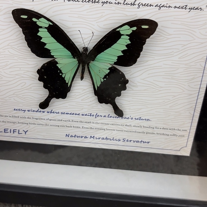 橘***砸蝴蝶标本定制820@