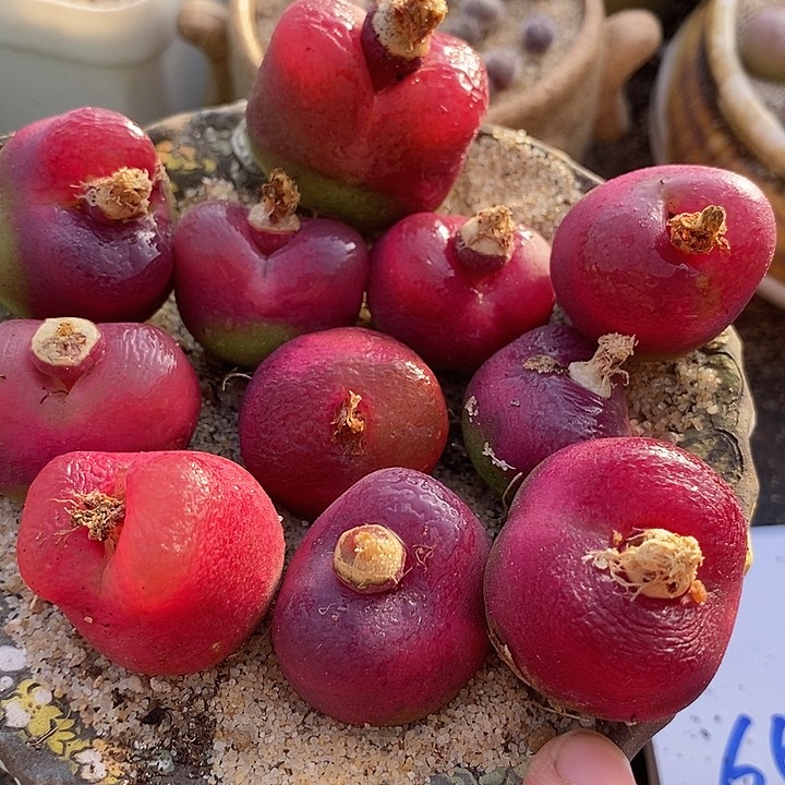 6513单头大红样本一颗