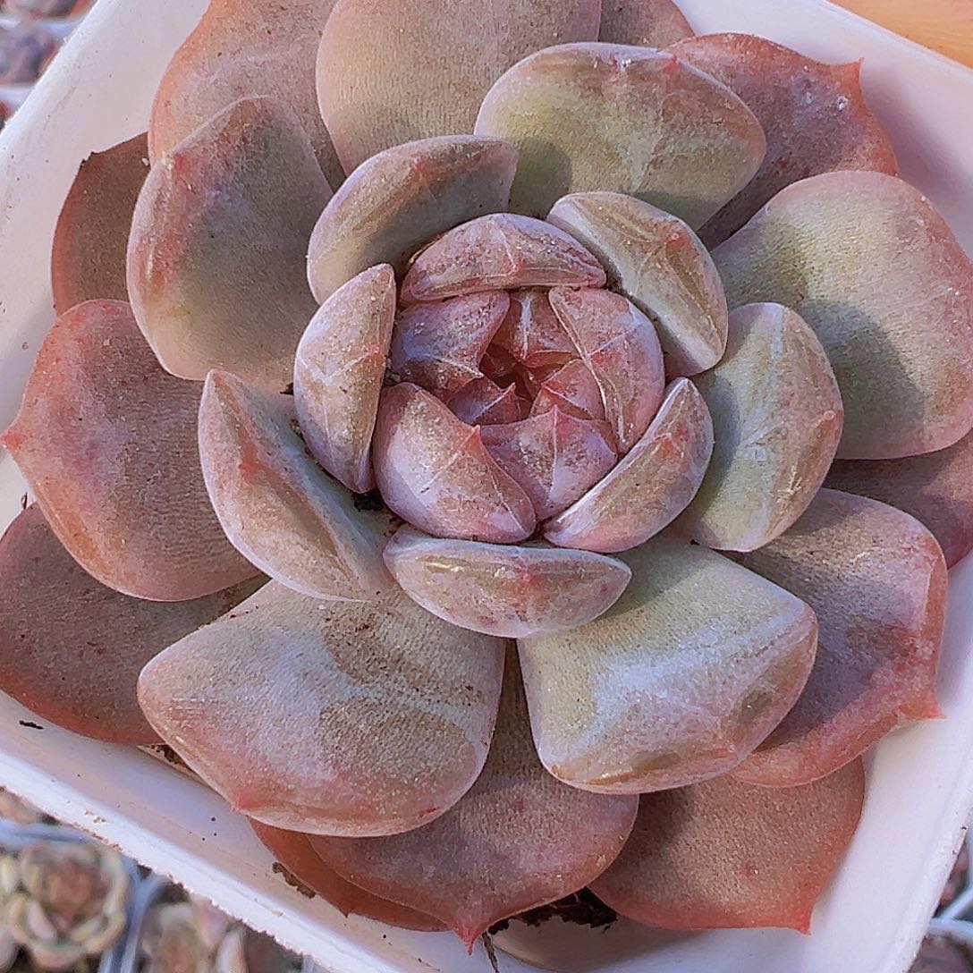 65盆红恋19包邮多肉