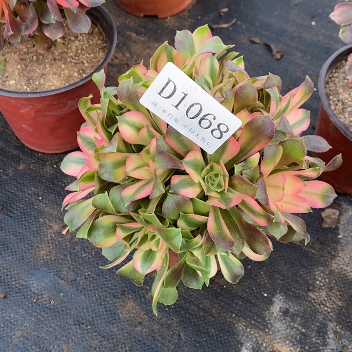 1068香妃多肉有砍无售后