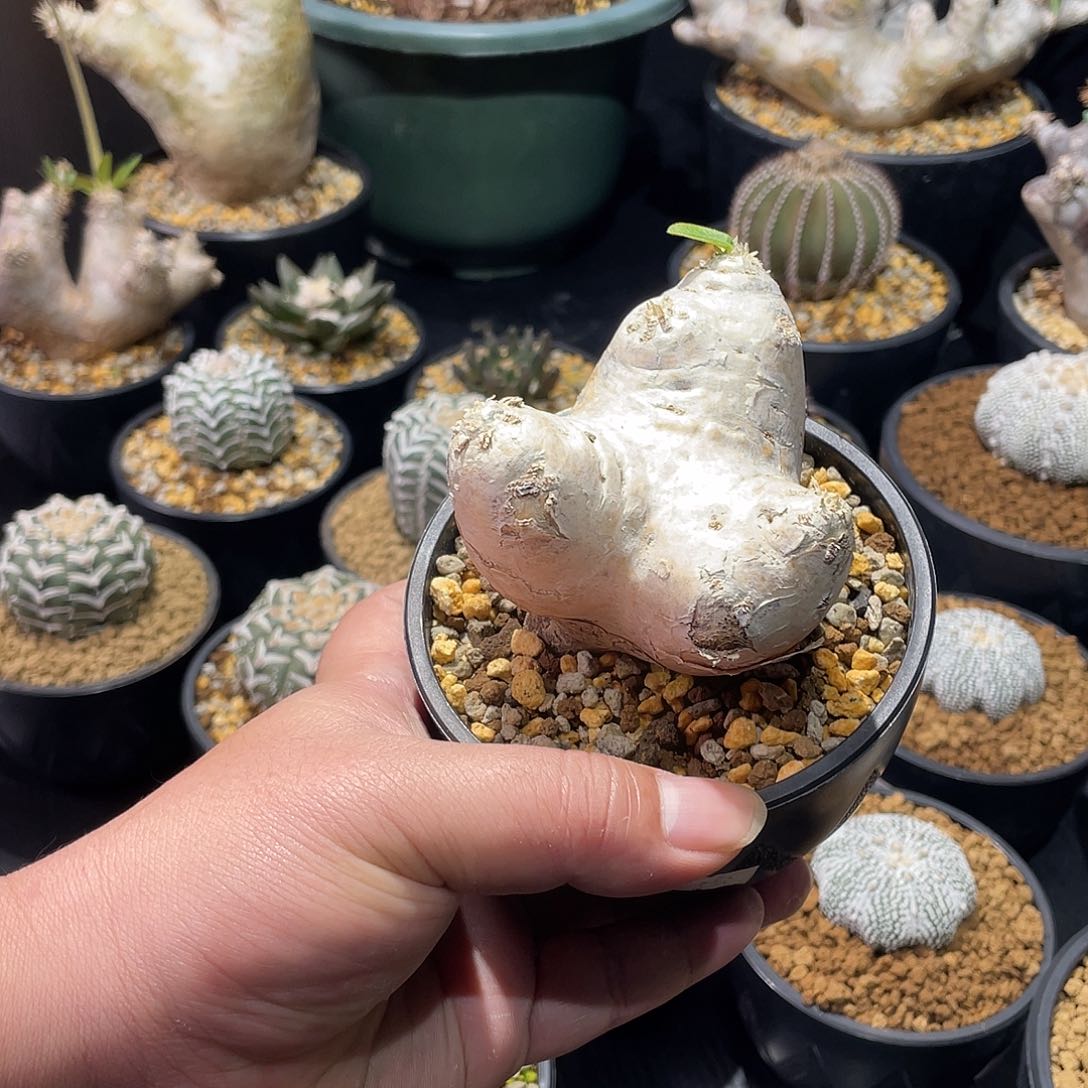 惠比须笑带盆包邮