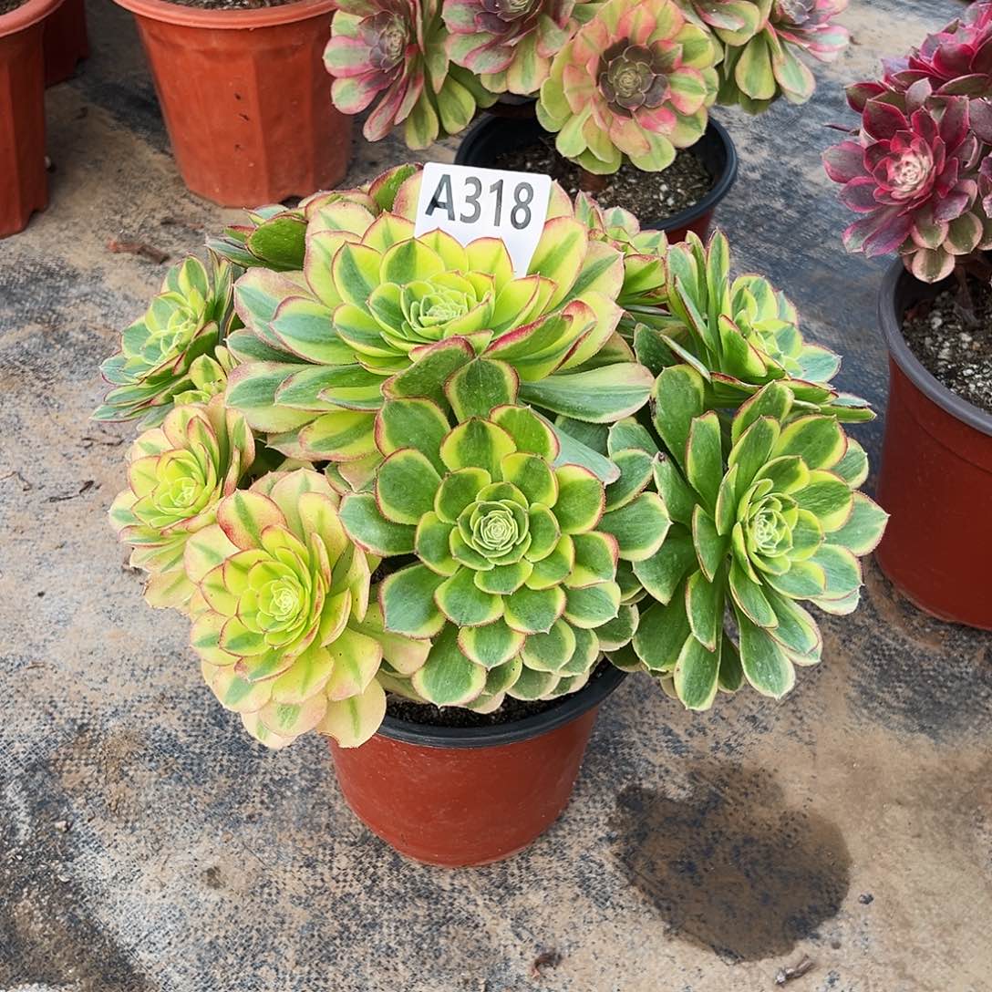 多肉植物奶白锦318多肉