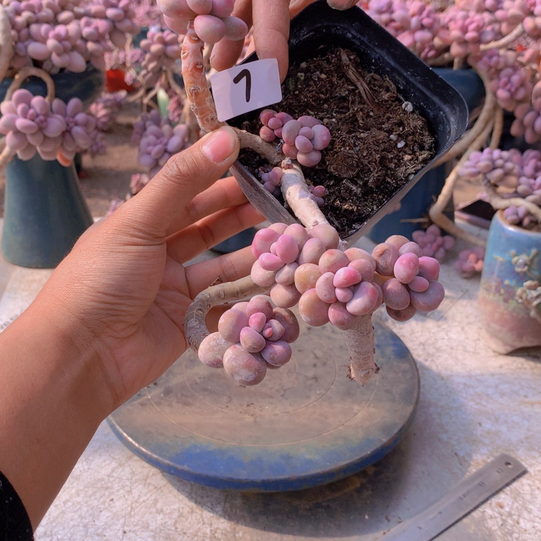 7一物一拍桃蛋老桩