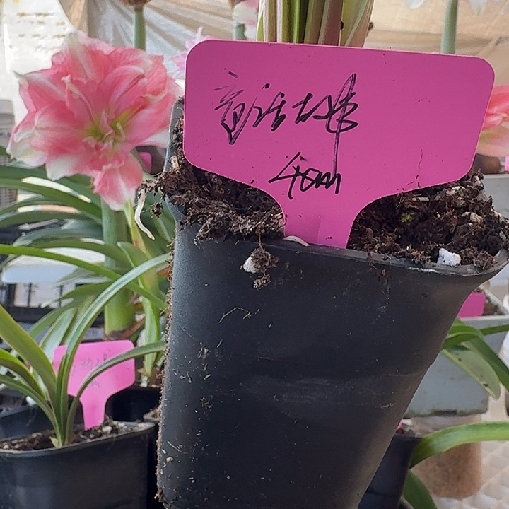 无花朵童话故事朱顶红直径4cm