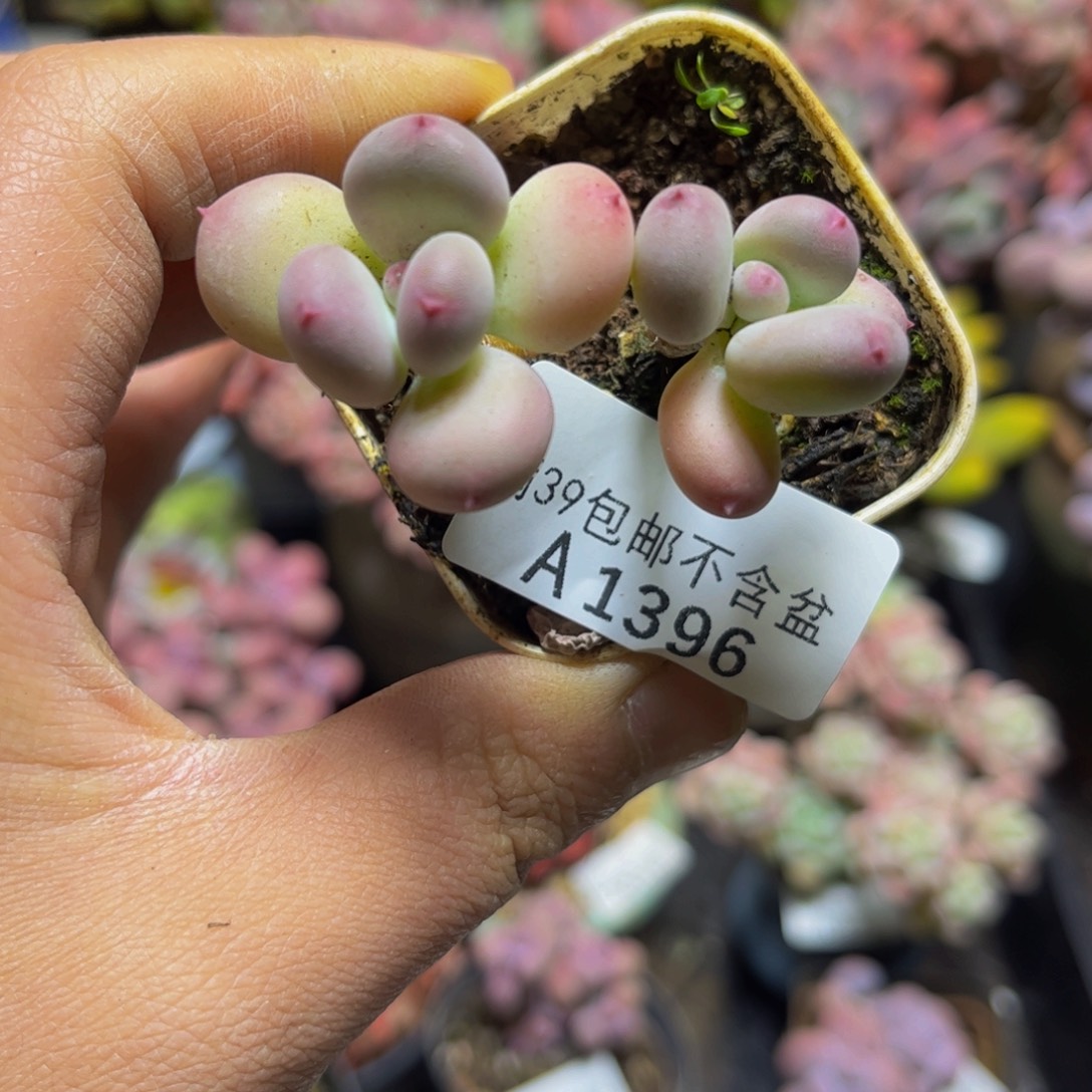 1396四代苹果奶6厘米多肉（不包整）