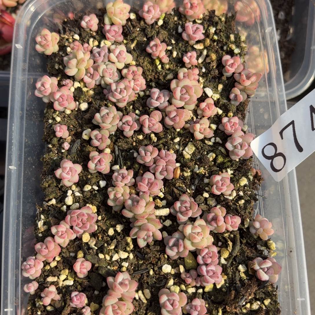 多肉植物多肉植物874