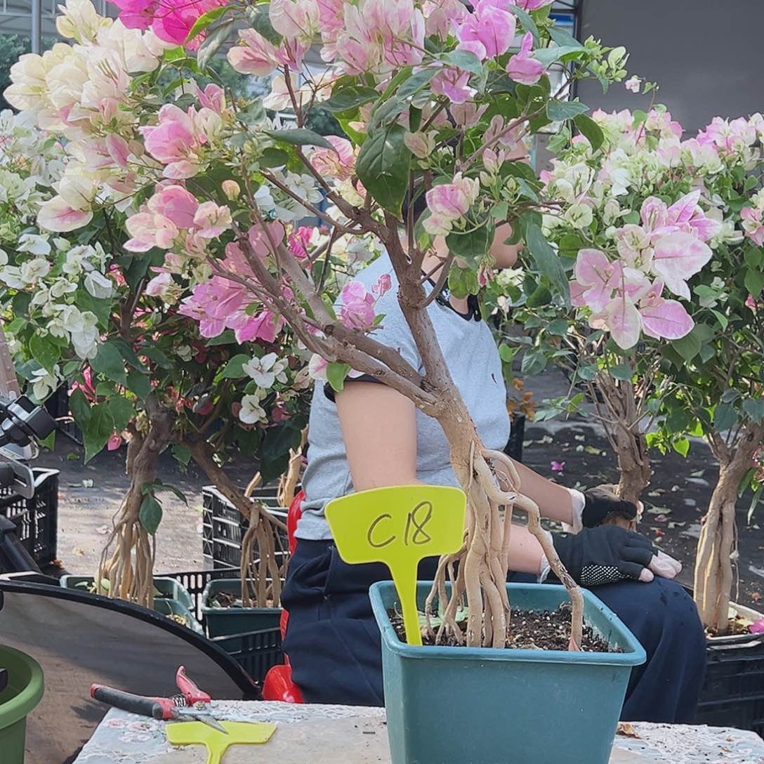 H***～大部分花苞少量开放C18红樱