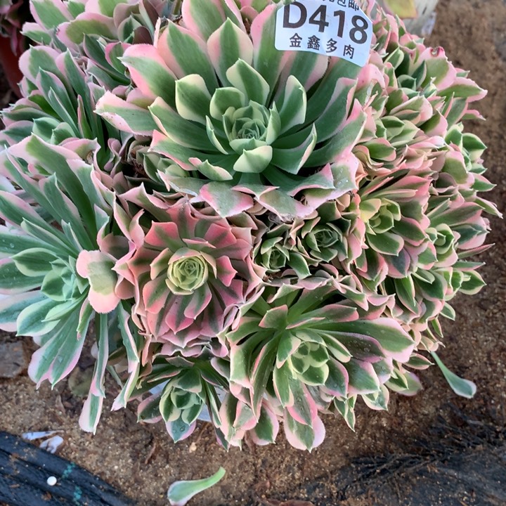 418多肉植物一物一拍