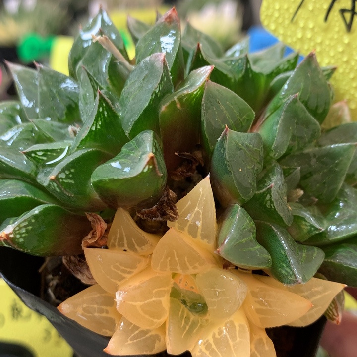 寿锦一物一拍带盆