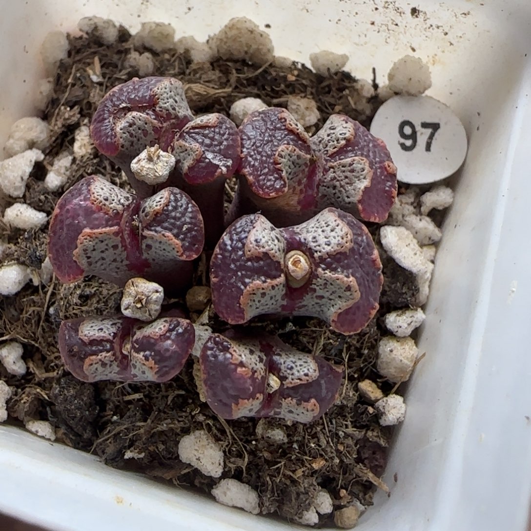 超碟6头多肉带盆97