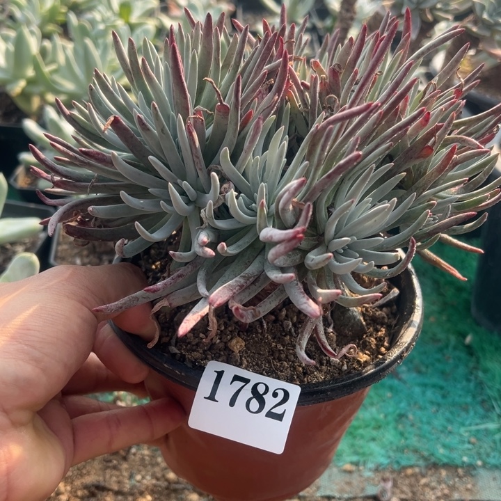 782号爱杜丽丝多肉植物老庄