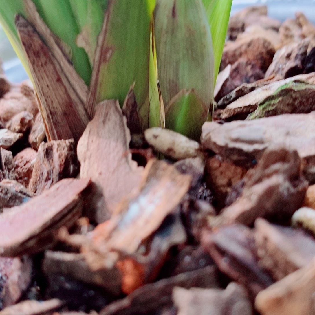 大部分花苞少量开放