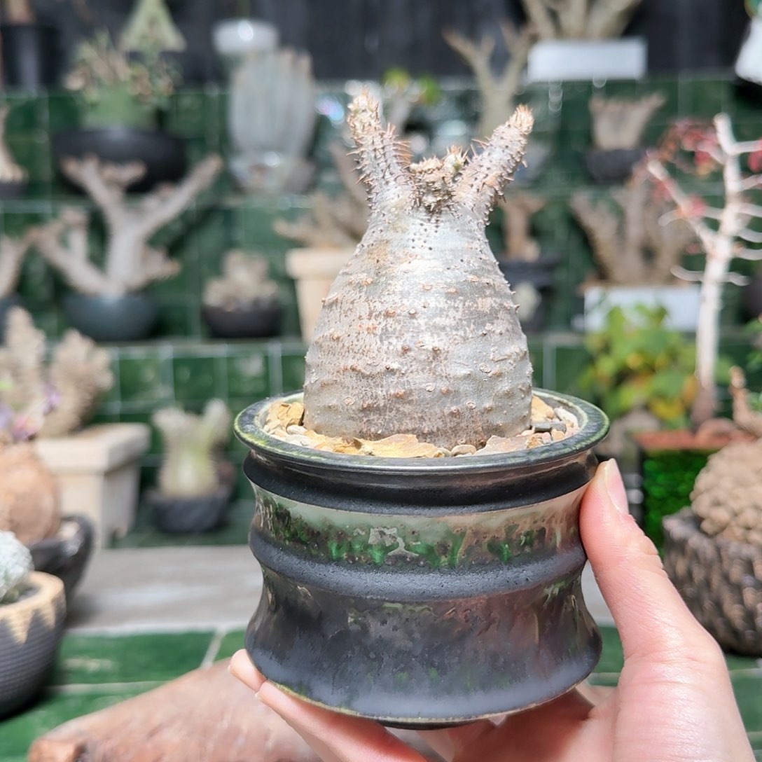 熟桩宫 一物一拍27