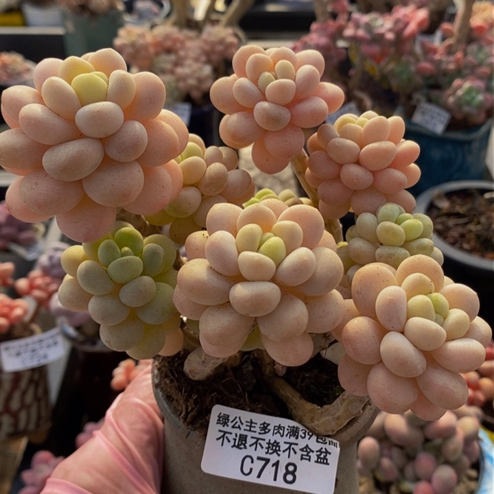 洛可可老桩10cm718多肉植物