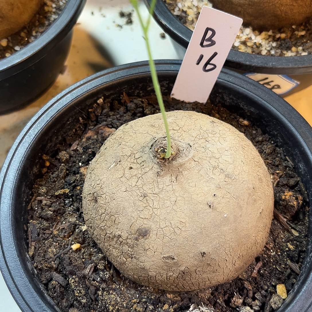 汤圆植物素可泰B16