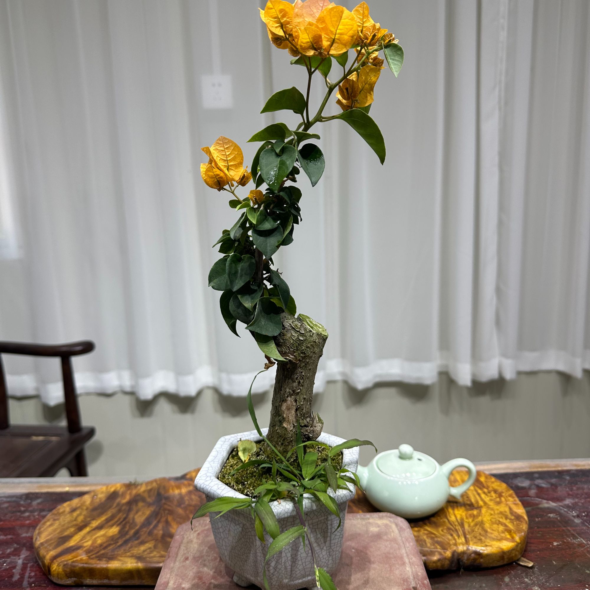 小盆老桩盆景三角梅