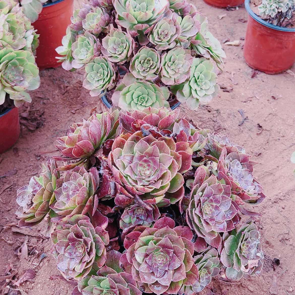 【闪购商品】无花朵景*岚35号万拉丝，花月夜多肉植物无售后