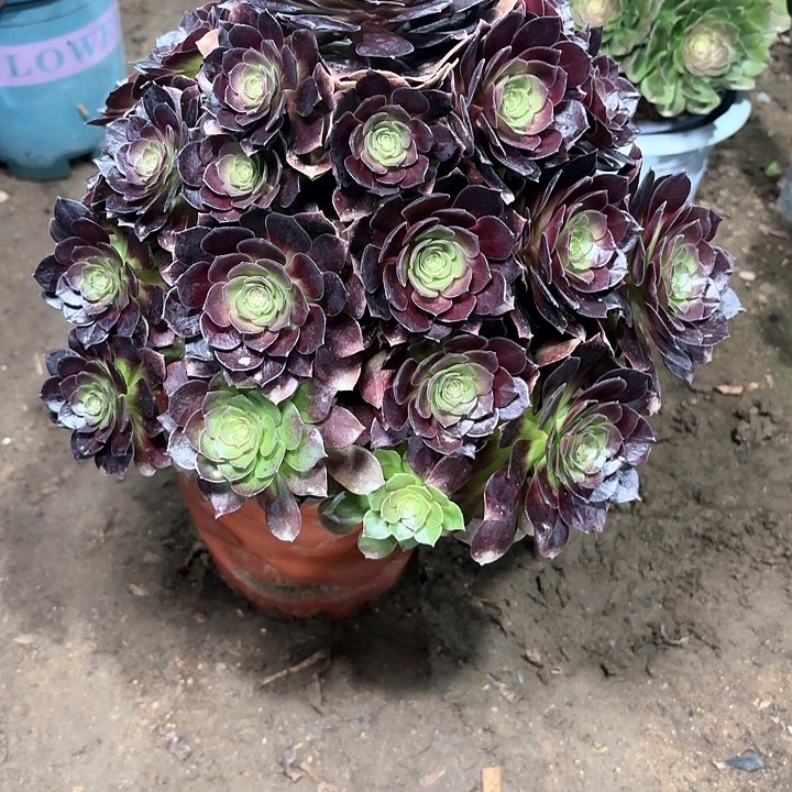 多肉植物赤焰莲43