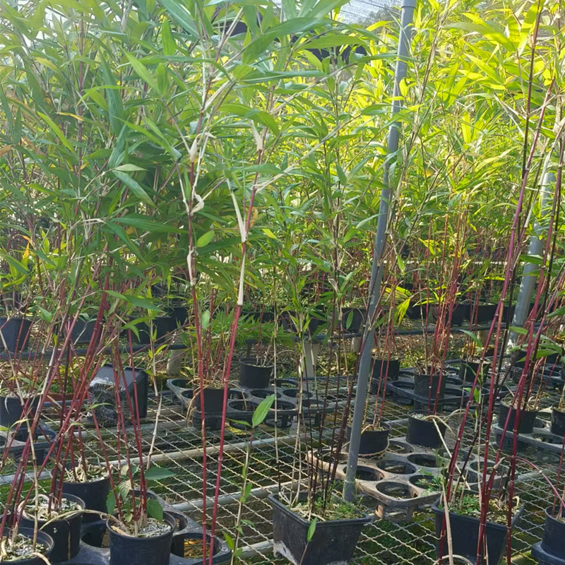 紫寒竹绿植盆栽室外禅意盆栽庭院观赏竹高档耐寒竹子苗客厅绿植