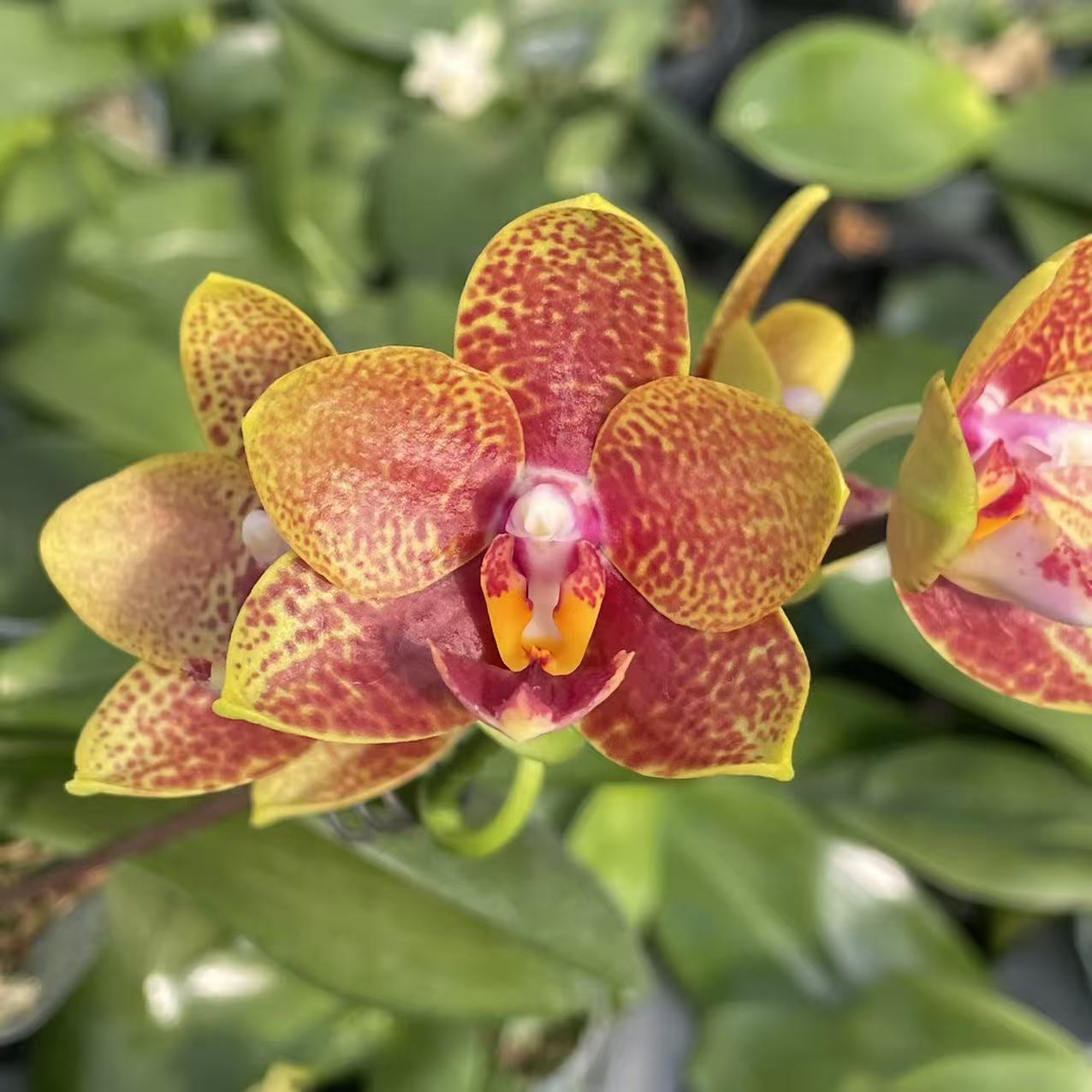 旭日生物盲盒（3.0）