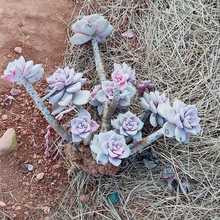 豆***包豆丁豆包的一颗紫乐