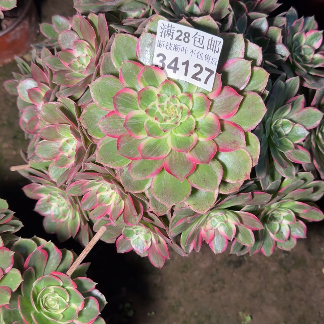 34127莲花座多肉植物