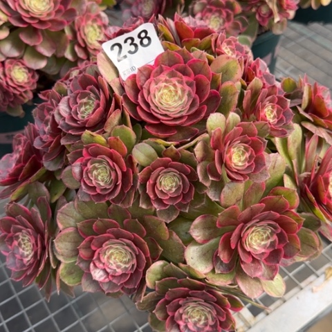 238粉花妖28厘米左右