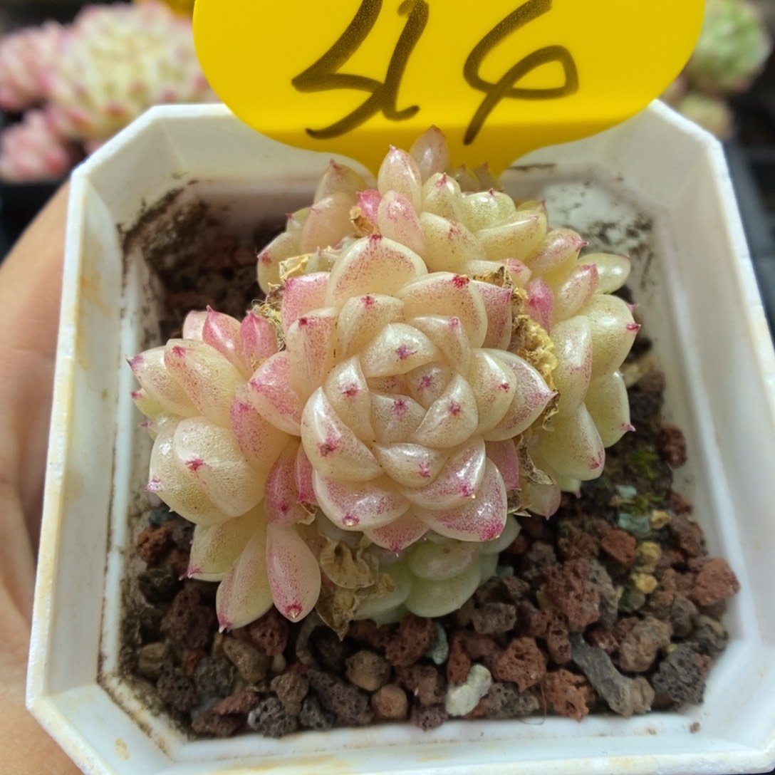 该***了丽丽麦秆314号。     