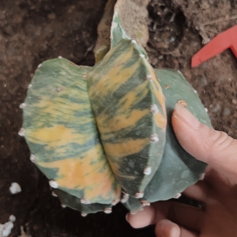 2343嫁接的鸾锦仙人球