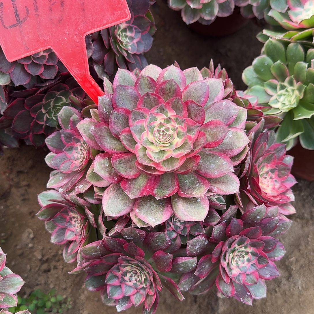 4167云荷多肉法师