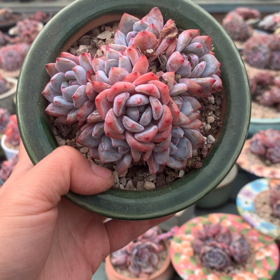 无花朵哈哈哈哈哈哈哈哈哈3