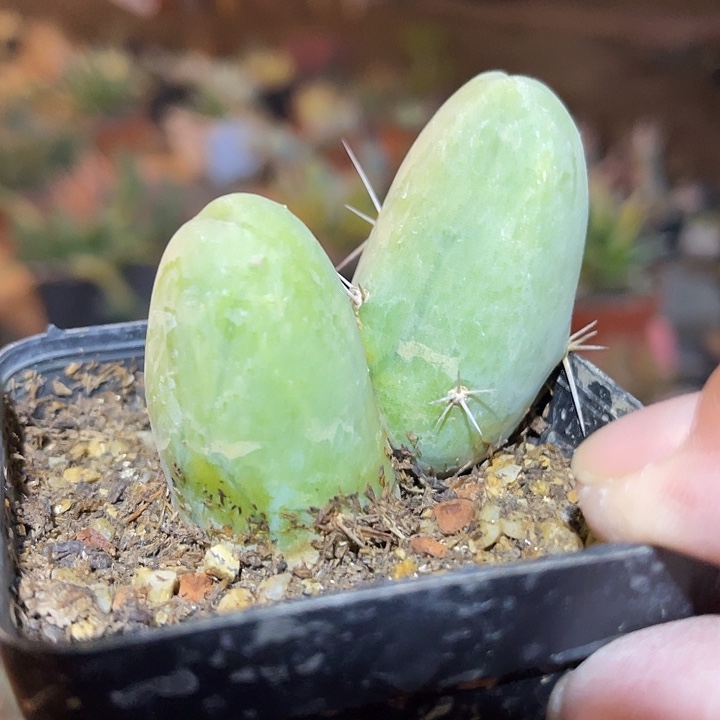 满38包邮2天凑单，脱土晾根发货多肉植物