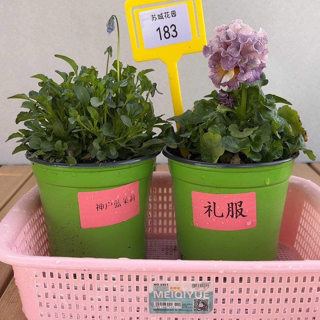 大部分开放少量花苞183