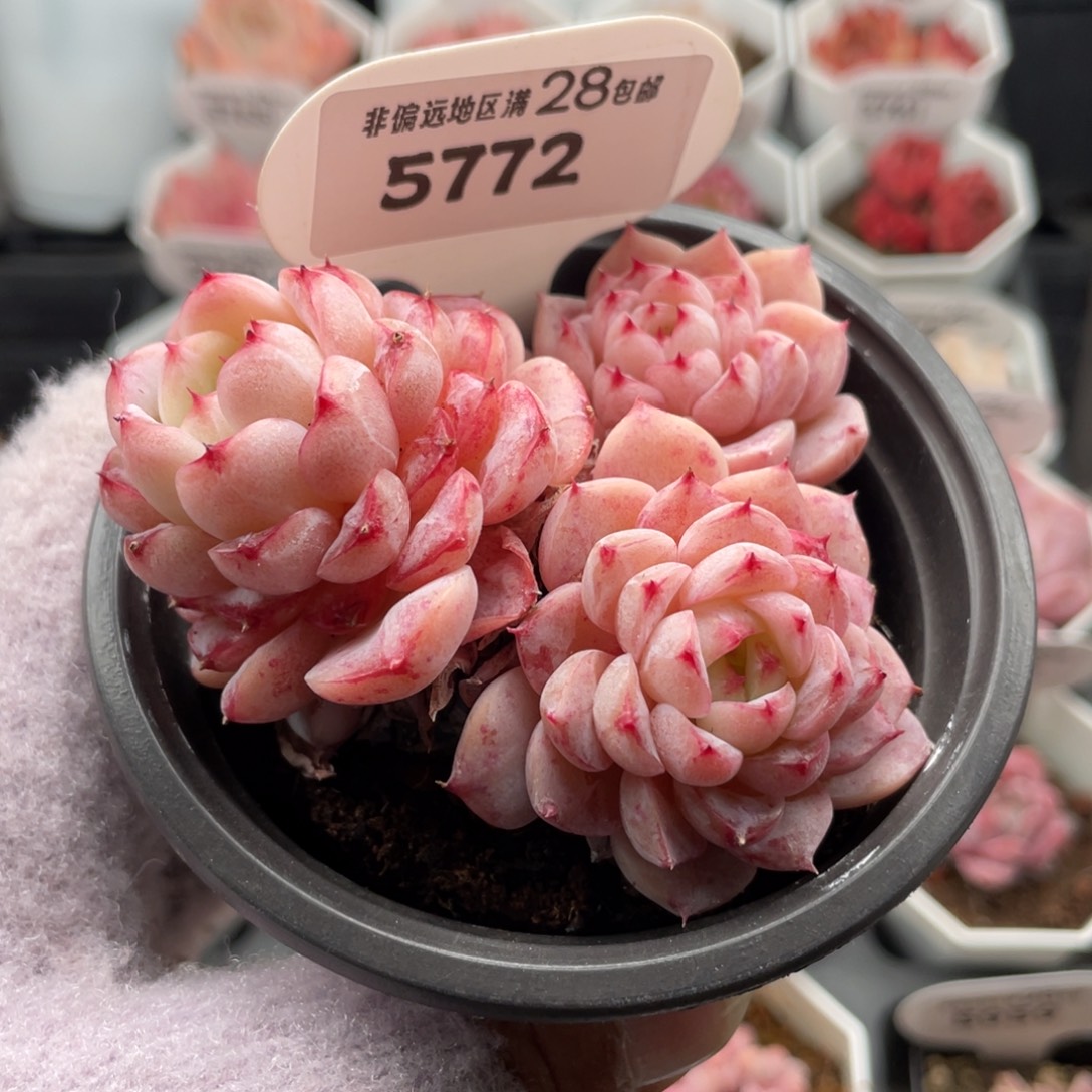 天鹅绒5772-7.0厘米