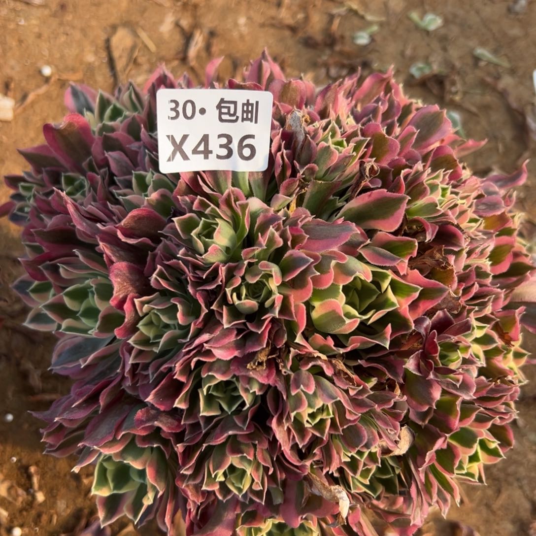 436白凤，多肉法师