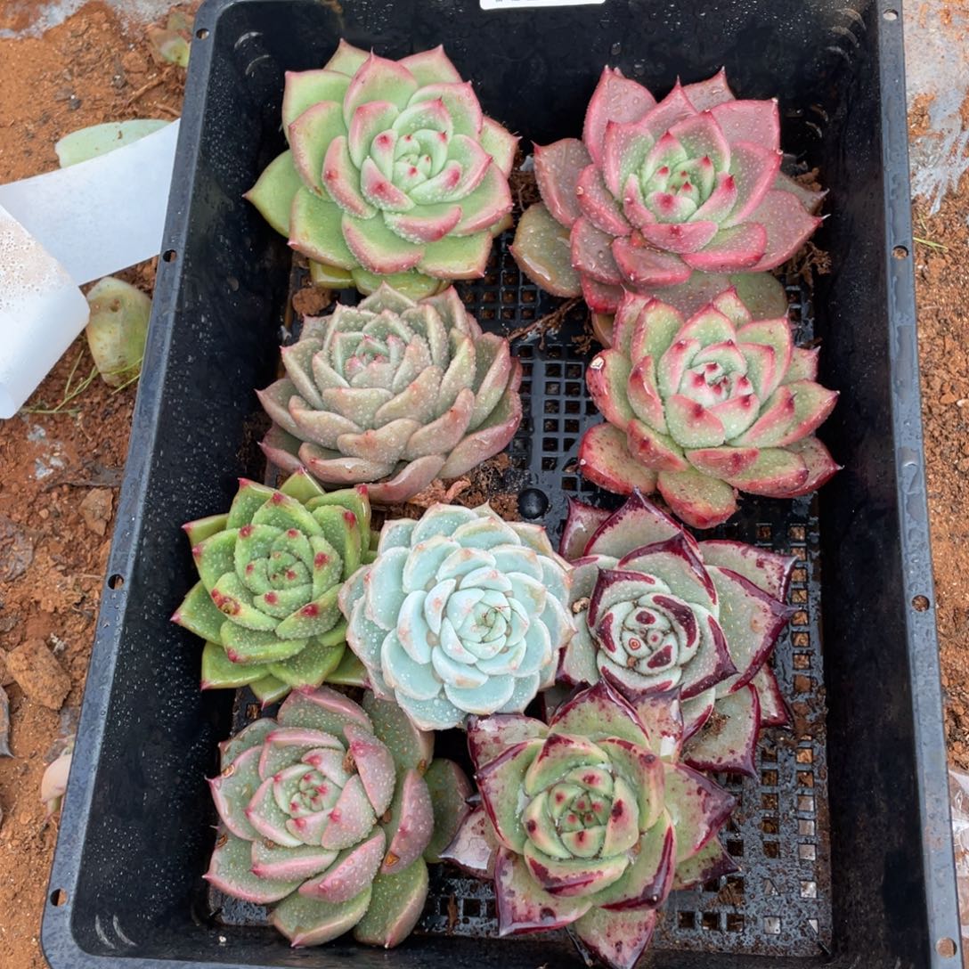 无花朵若茹东云单拍E022