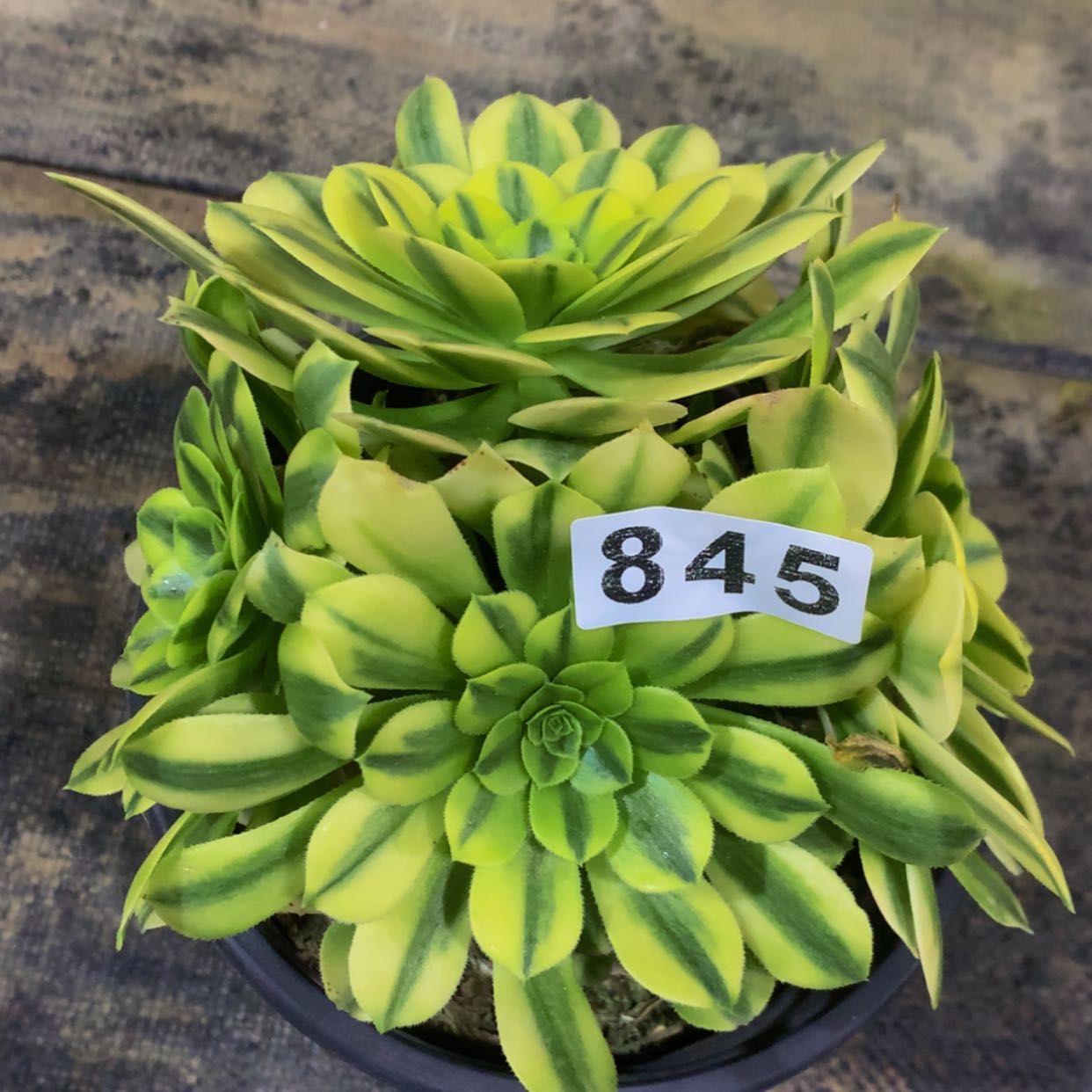 【闪购商品】冬*845金丝多肉