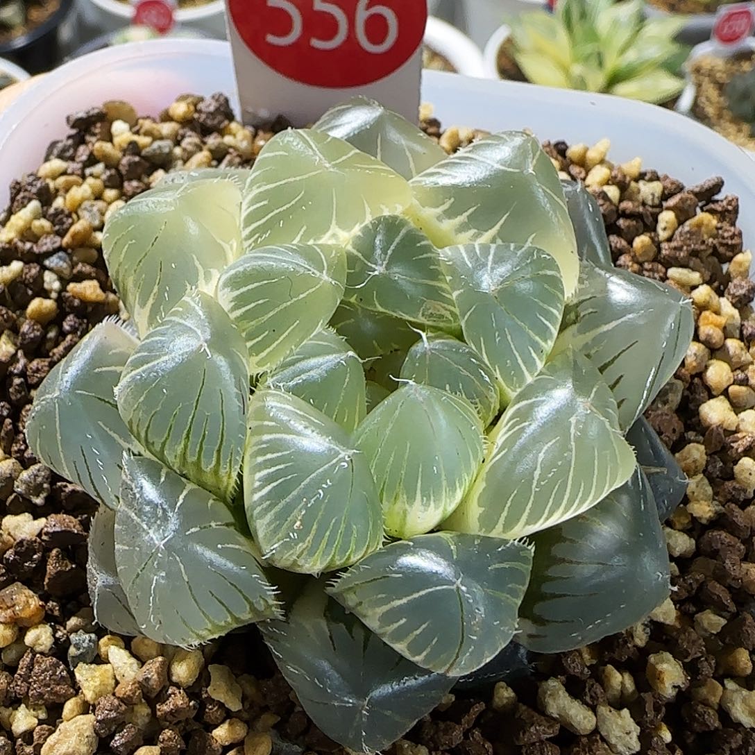 556号糊斑大窗白赤线一物一拍带盆土