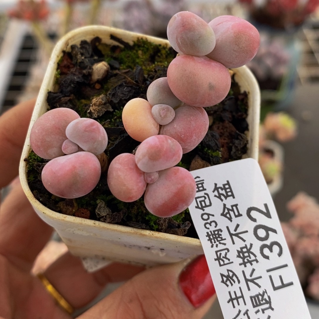 腰子桃蛋392/5c m