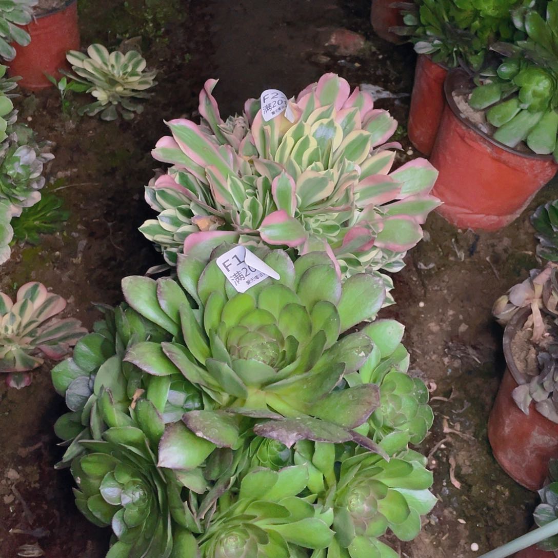 146组合多肉法师